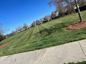 Can You Cut Wet Grass in Charlotte, NC