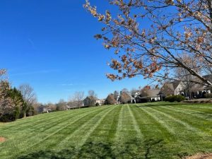 How Often Should You Cut Your Grass Charlotte NC